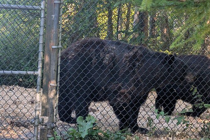 Sydney City Roots and Wildlife Trails of Cape Breton Island - The Sum Up