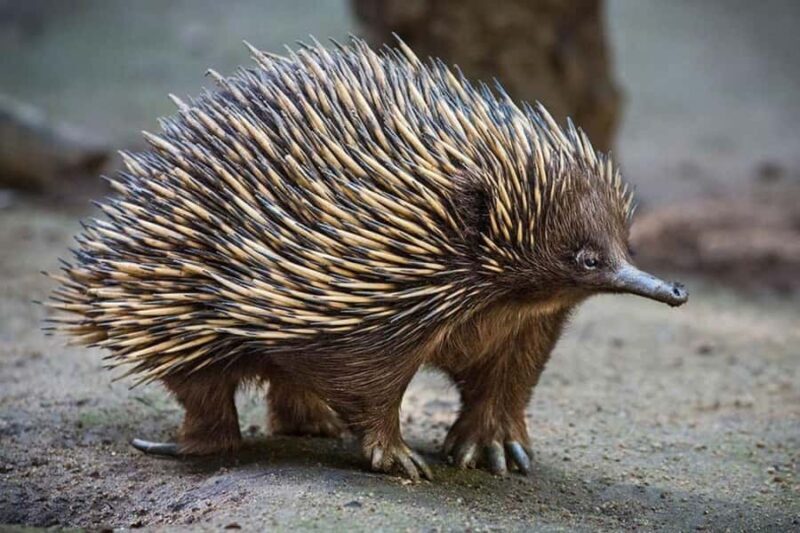 Sydney: Featherdale Wildlife Park Private Tour - The Sum Up