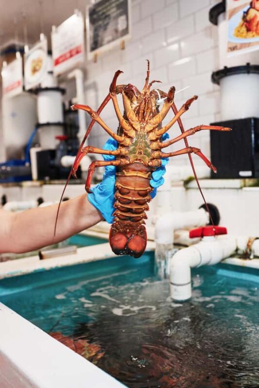 Sydney Fish Market Discovery Tour - An In-Depth Look at the Sydney Fish Market Discovery Tour