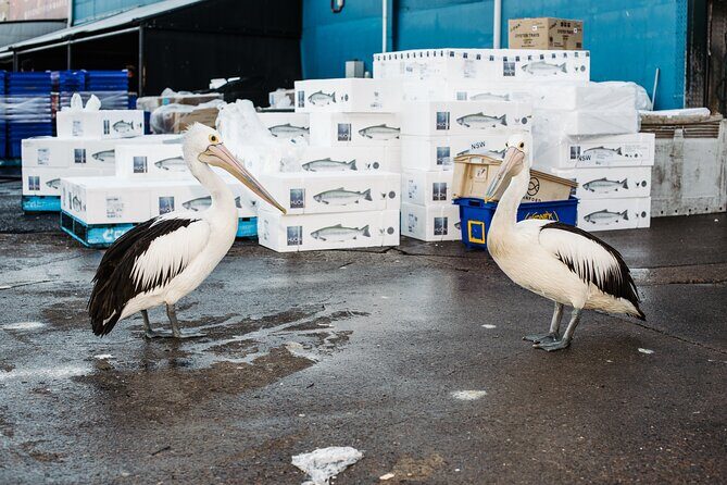 Sydney Fish Market Discovery Tour - An In-Depth Look at the Sydney Fish Market Discovery Tour