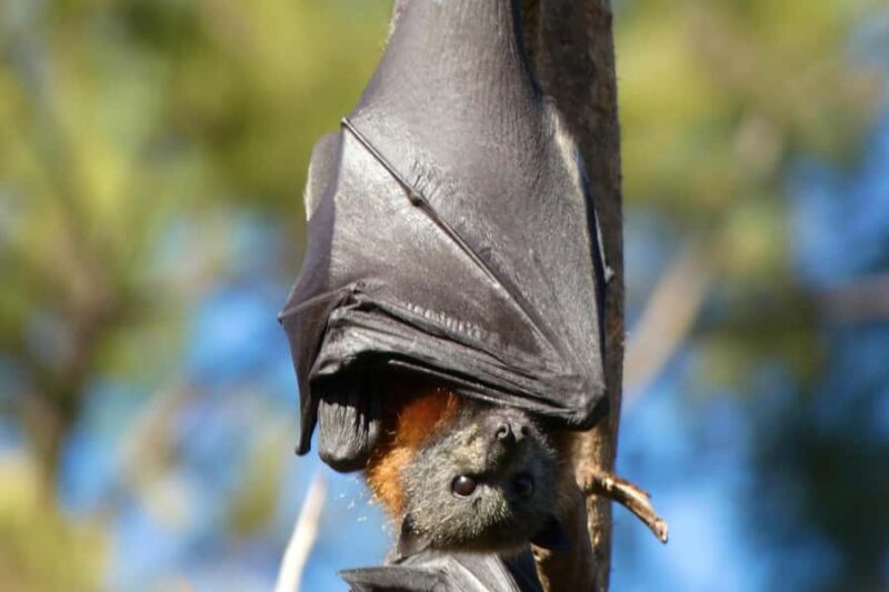 Sydney: Flying Fox Tour, Australia's Largest Bats - Authentic Encounters in the Heart of Sydney