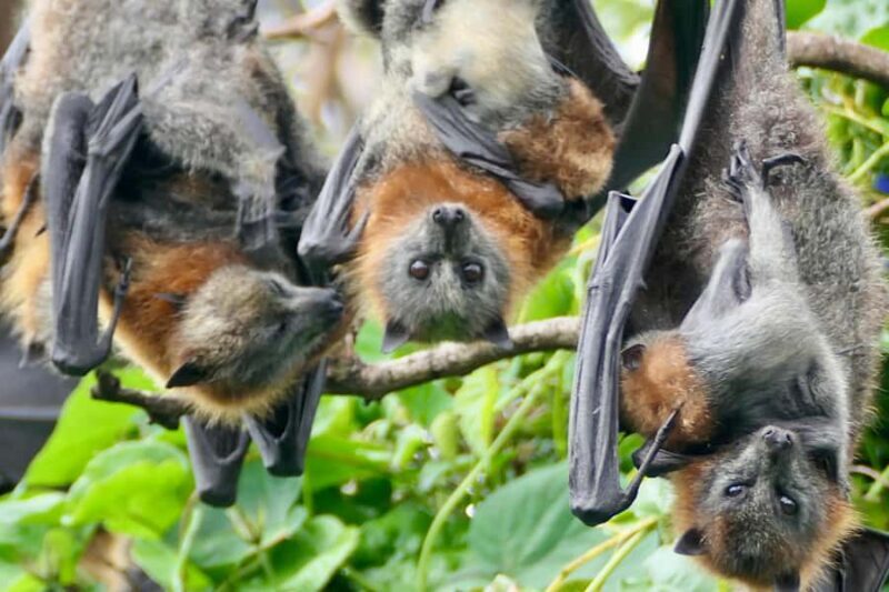 Sydney: Flying Fox Tour, Australia's Largest Bats - The Sum Up