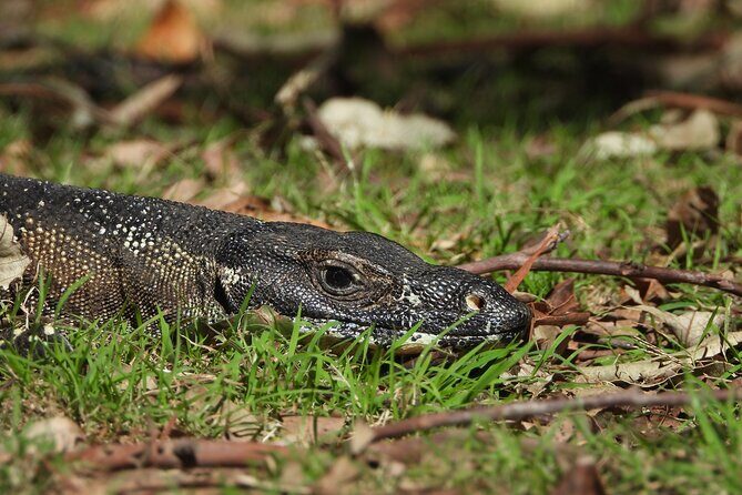 Sydney Guided Wildlife Walk Explore Birds and Nature - Who Will Love This Tour?
