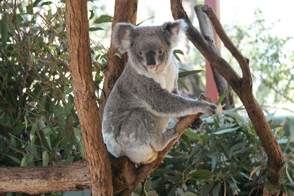 Sydney: Harbour Cruise and Taronga Zoo - Discover Taronga Zoos Wildlife