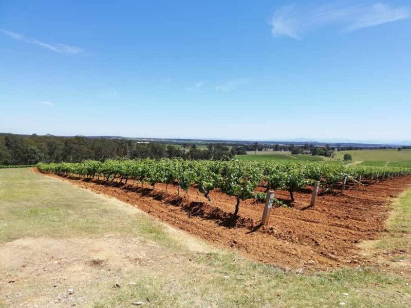 Sydney : Hunter Valley Private Wine, & Cheese Day Tour - An In-Depth Look at the Hunter Valley Private Tour