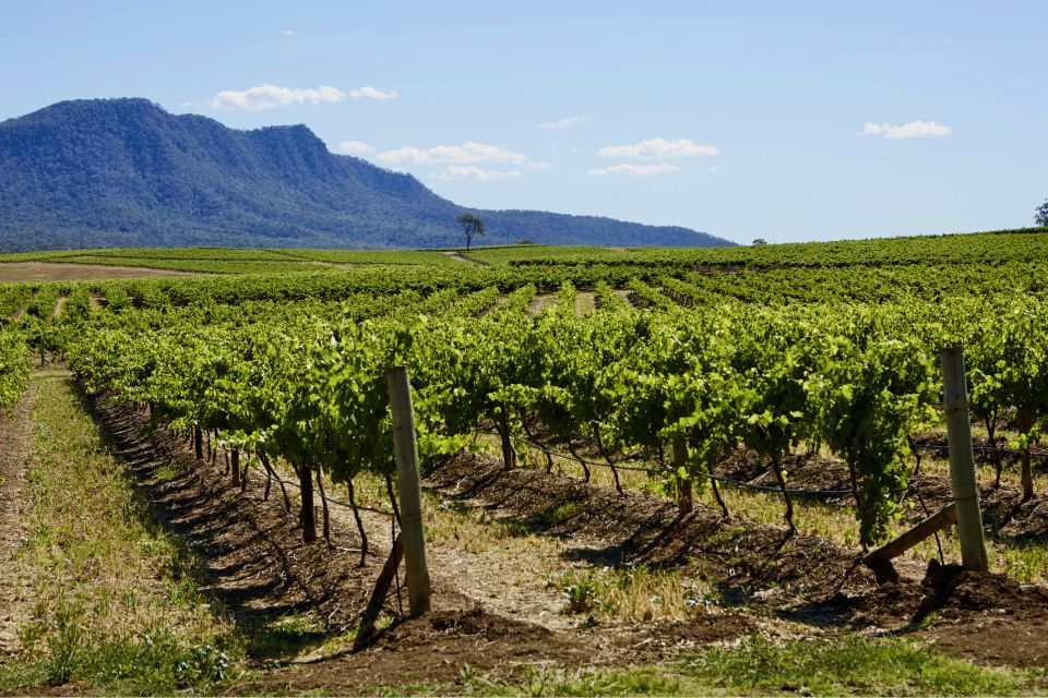 Sydney: Hunter Valley Wineries Day Trip With Food Tastings - Customer Reviews