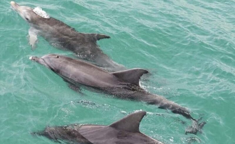 Sydney: Jervis Bay Day Trip with Dolphins, Roos & Beach Time - Who Will Love This Tour?