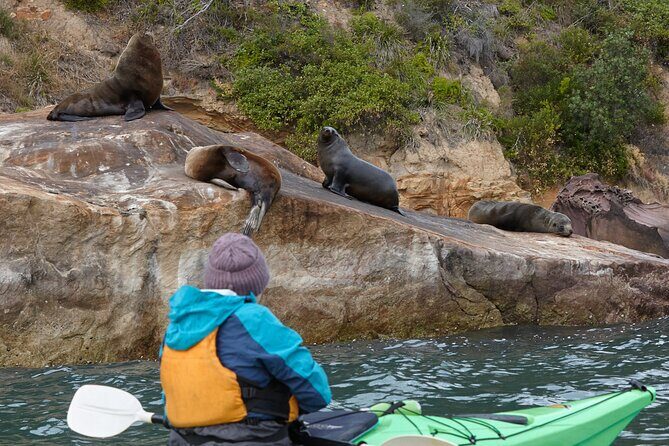 Sydney Kayak Seal Encounter Adventure with Gourmet Food - Introduction: A Unique Way to Encounter Sydney’s Wildlife