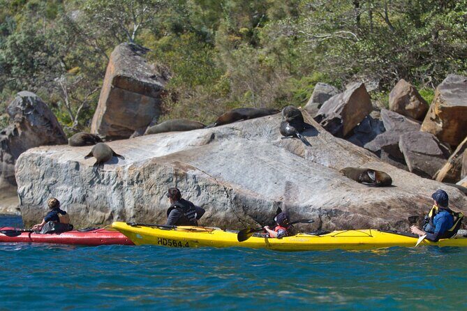 Sydney Kayak Seal Encounter Adventure with Gourmet Food - FAQ