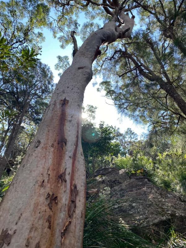 Sydney: Ku-ring-gai National Park with swim and picnic - An In-Depth Look at the Experience