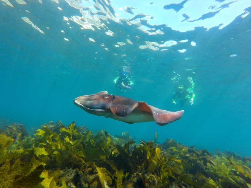 Sydney: Manly and Shelly Beach Snorkeling Tour - Experience Overview: What You Can Expect