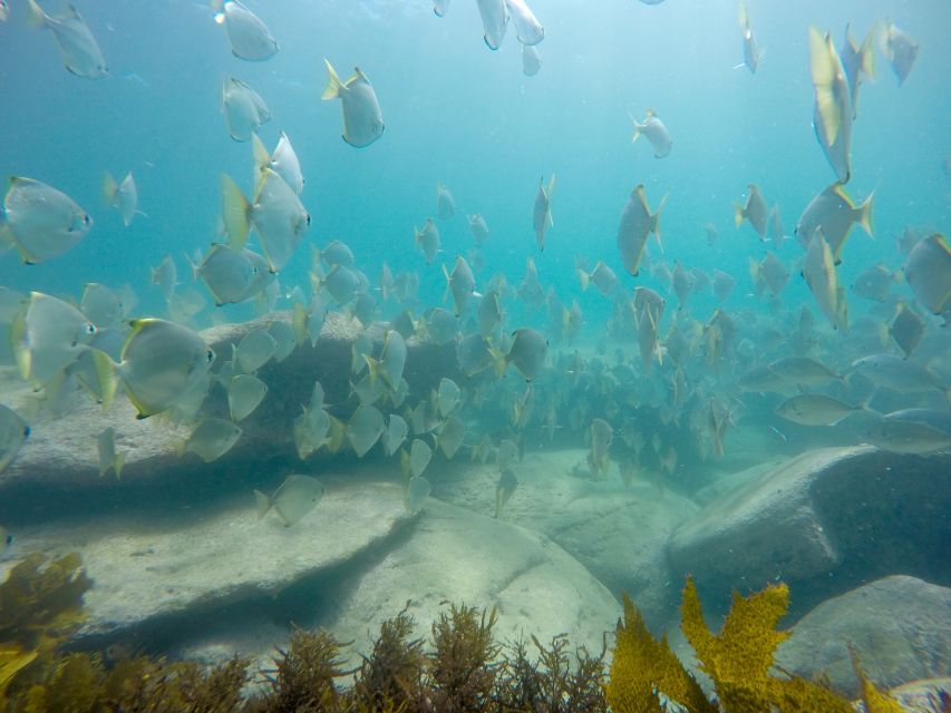 Sydney: Manly and Shelly Beach Snorkeling Tour - Key Points