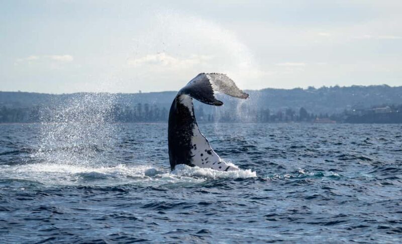 Sydney: Ocean Whale Watching Experience - Key Points
