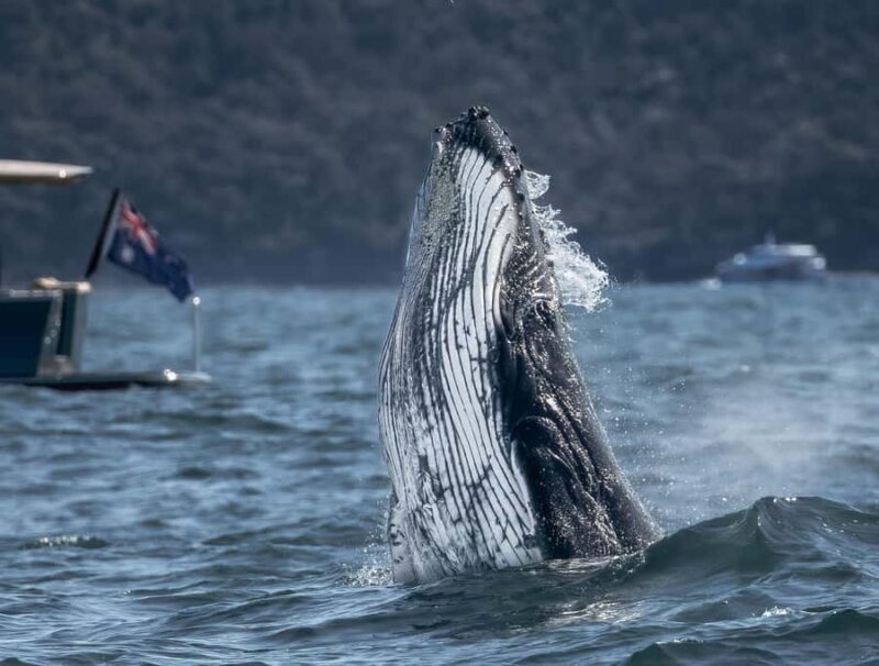 Sydney: Ocean Whale Watching Experience - Meeting and Departure at King Street Wharf