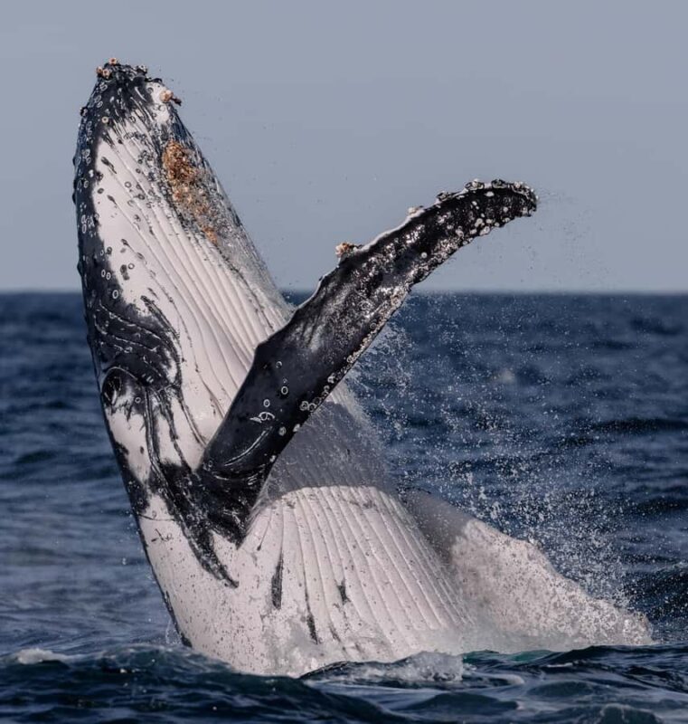 Sydney: Ocean Whale Watching Experience - Into the Open Ocean for Whale Watching