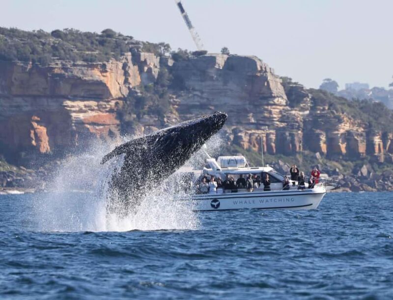 Sydney: Ocean Whale Watching Experience - Close Encounters and Educational Commentary