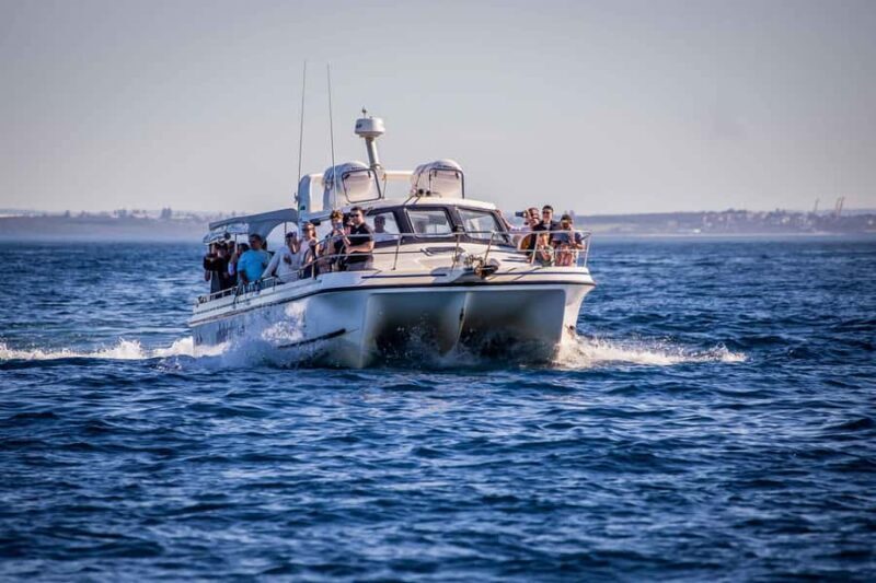 Sydney: Ocean Whale Watching Experience - Returning with a Smile