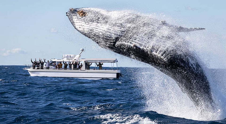 Sydney: Ocean Whale Watching Experience - Important Information