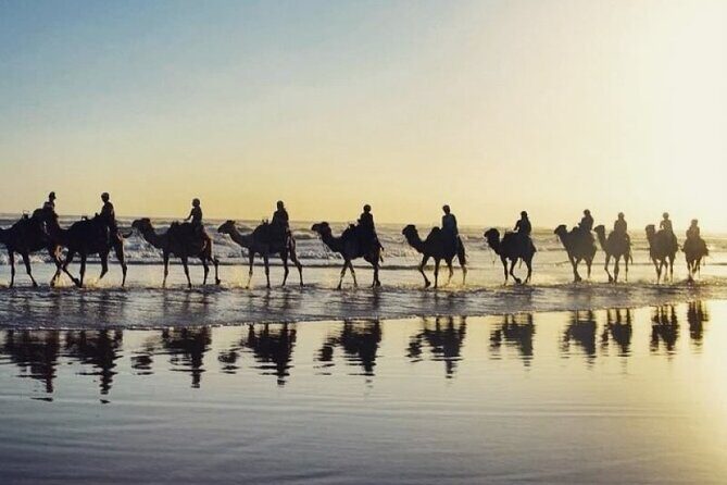 Sydney: Port Stephens Sandboarding, Dunes & Dolphin Cruise option - The Sum Up