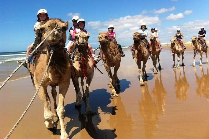 Sydney: Port Stephens Sandboarding, Dunes & Dolphin Cruise option - FAQ