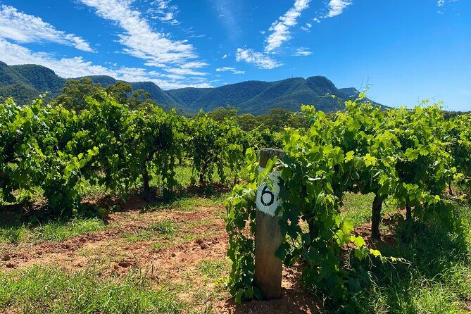 Sydney: PRIVATE Hunter Valley Wine Tasting Luxe Tour (10h) - Key Points