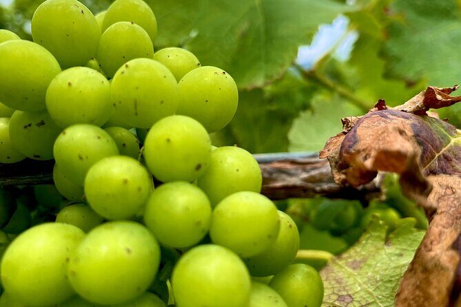 Sydney: PRIVATE Hunter Valley Wine Tasting Luxe Tour (10h) - The Full Experience: What You Can Expect