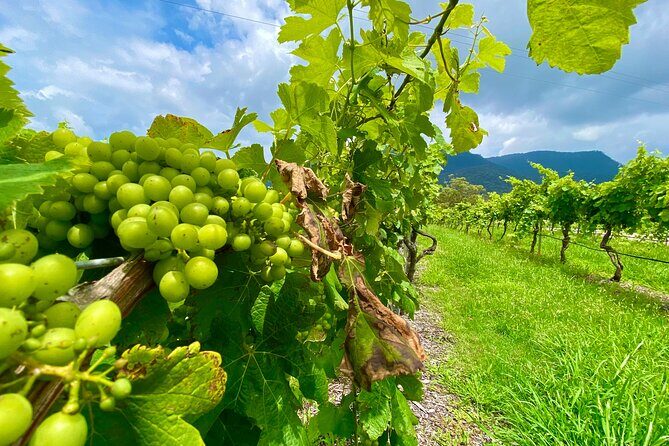 Sydney: PRIVATE Hunter Valley Wine Tasting Luxe Tour (10h) - FAQ