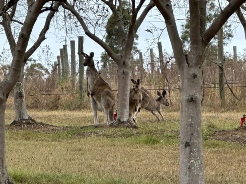 Sydney: Private Wine tour to Hunter & Wollombi Valley - Scenic Views and Wildlife
