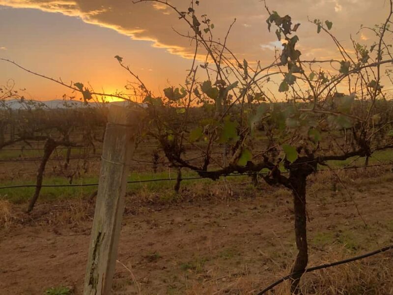 Sydney: Private Wine tour to Hunter & Wollombi Valley - Value and Practicality