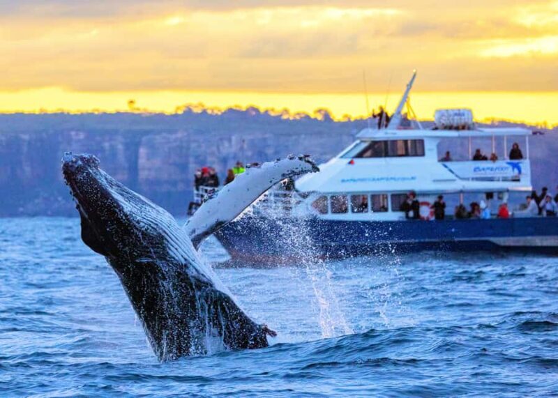 Sydney: Scenic Whale Watching Cruise - Whales Guaranteed - An Authentic and Practical Review of the Sydney Whale Watching Experience