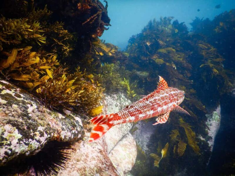 Sydney: Snorkeling Tour for Kids with Private Guide - Key Points