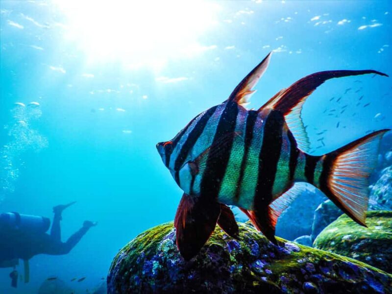 Sydney: Snorkeling Tour for Kids with Private Guide - What to Expect Before, During, and After