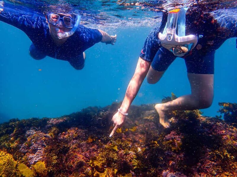 Sydney: Snorkeling Tour for Kids with Private Guide - Value and Pricing: What’s the Real Deal?