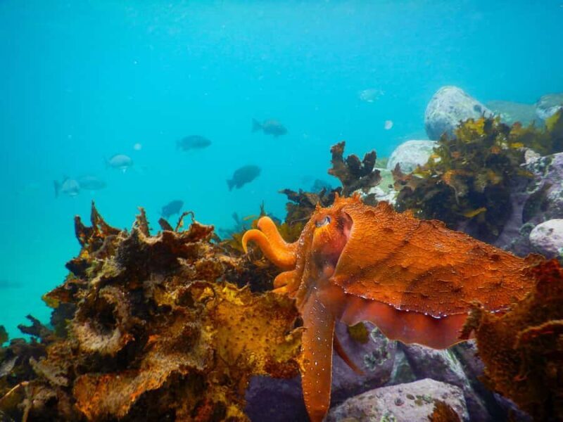 Sydney: Snorkeling Tour for Kids with Private Guide - Authentic Family Experiences & Genuine Feedback