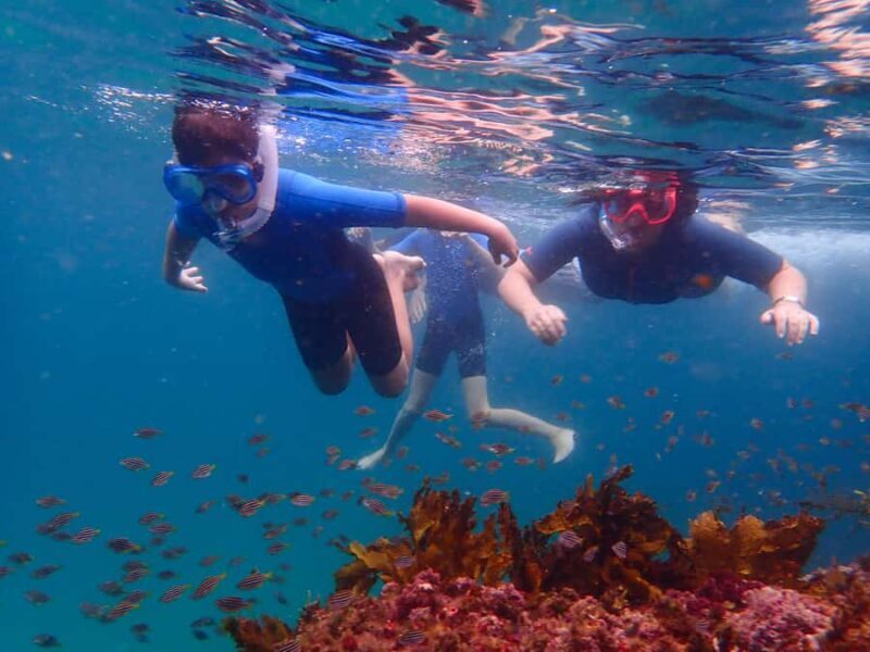 Sydney: Snorkeling Tour for Kids with Private Guide - Final Thoughts: Is This the Right Family Adventure?