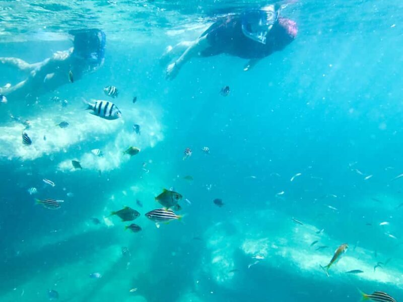Sydney: Snorkeling Tour for Kids with Private Guide - FAQ