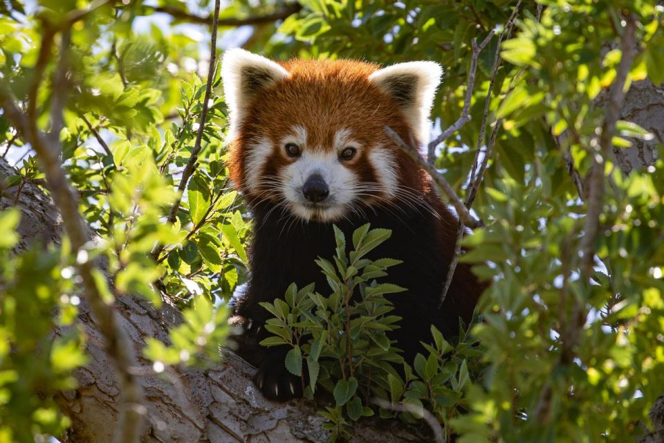 Sydney: Sydney Zoo Admission Ticket - Activities