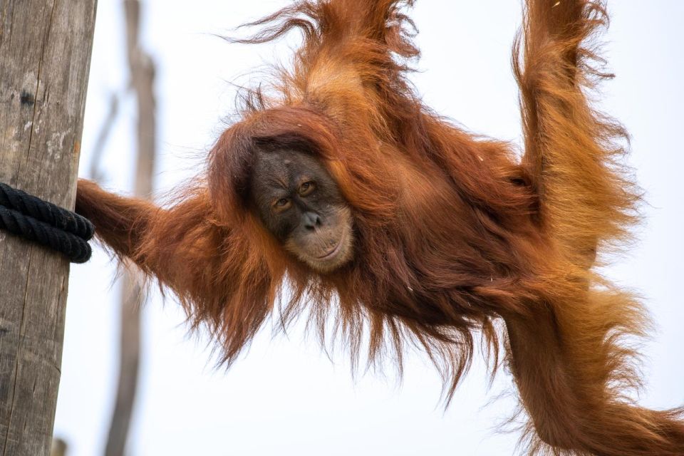 Sydney: Sydney Zoo Admission Ticket - Inclusions