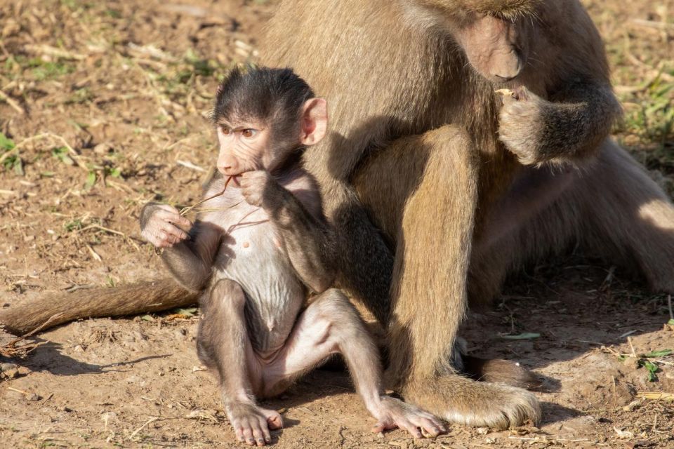 Sydney: Sydney Zoo Admission Ticket - Frequently Asked Questions