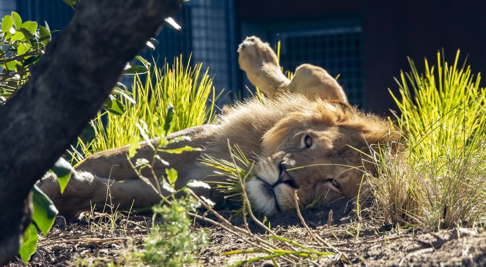 Sydney: Taronga Zoo & 24 or 48hr Sydney Harbour Hopper Pass - Booking Information