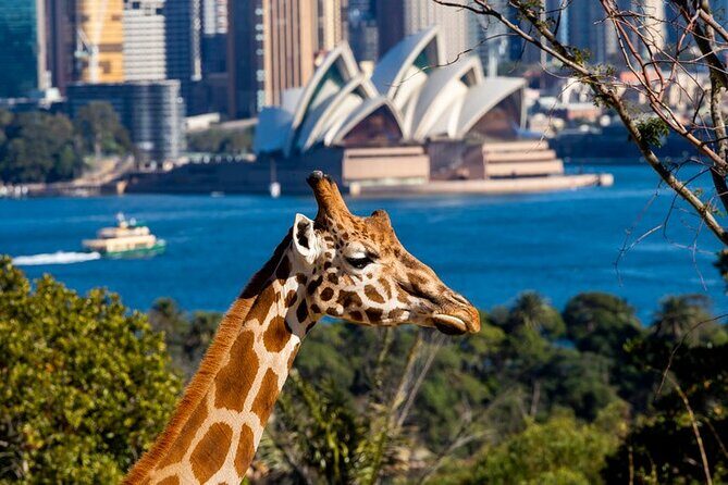 Sydney Taronga Zoo General Entry Ticket - Exploring Sydney’s Taronga Zoo: A Balanced Look at the Animal Adventure