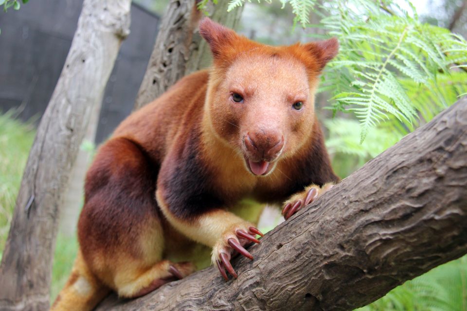 Sydney: Taronga Zoo Tickets - Location and Accessibility Details