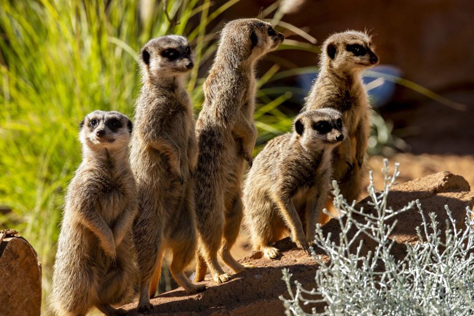 Sydney: Taronga Zoo Tickets - Meeting Point Information and Directions