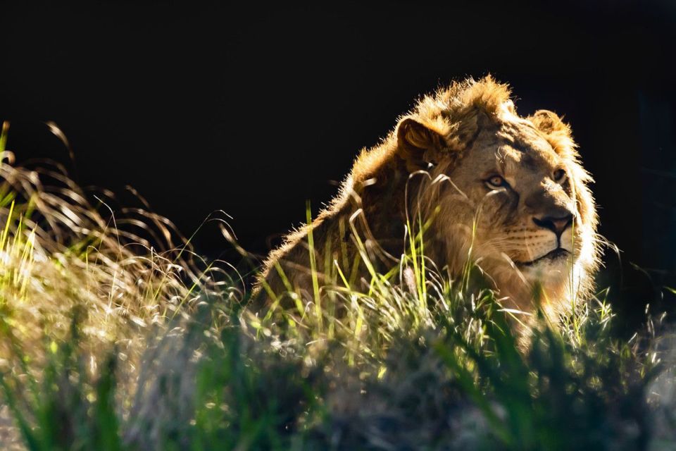 Sydney: Taronga Zoo Tickets - Frequently Asked Questions