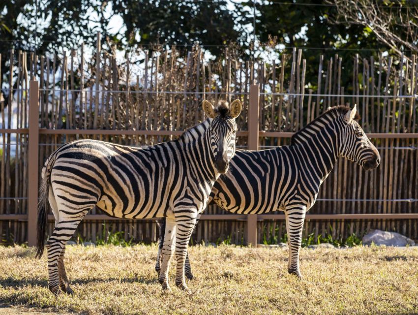 Sydney: Taronga Zoo Tickets - Recap