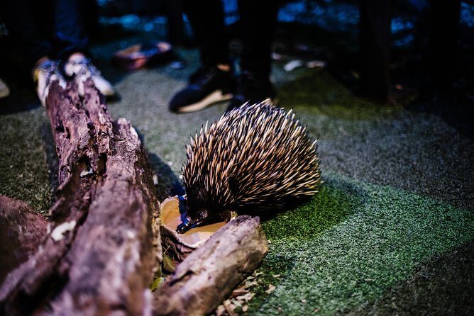 Sydney Taronga Zoo Wild Australia Experience - An Overview of the Experience