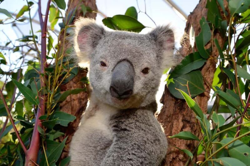 Sydney: Ultimate City Pass for 4 Attractions with Skywalk - Who Will Love This Pass?