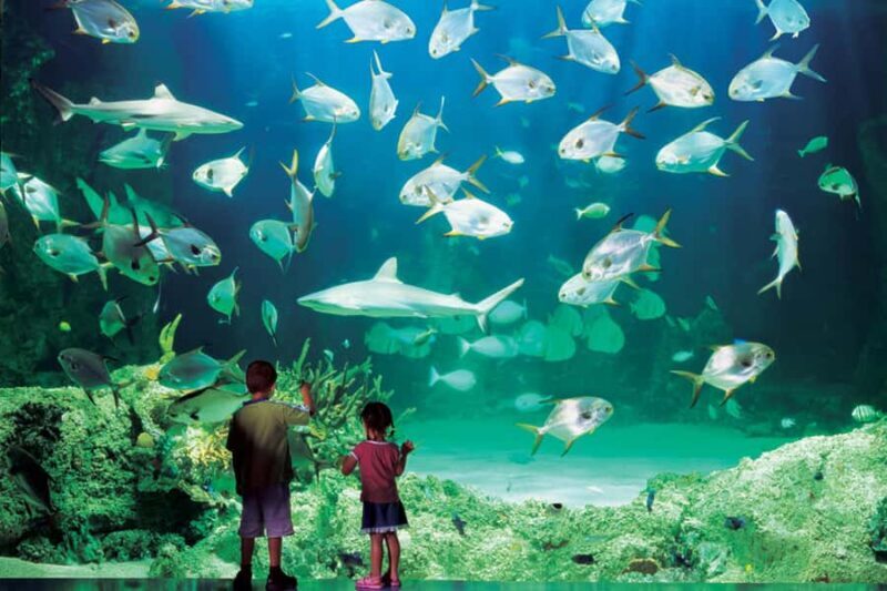 Sydney: Ultimate City Pass for 4 Attractions with Skywalk - The Sum Up