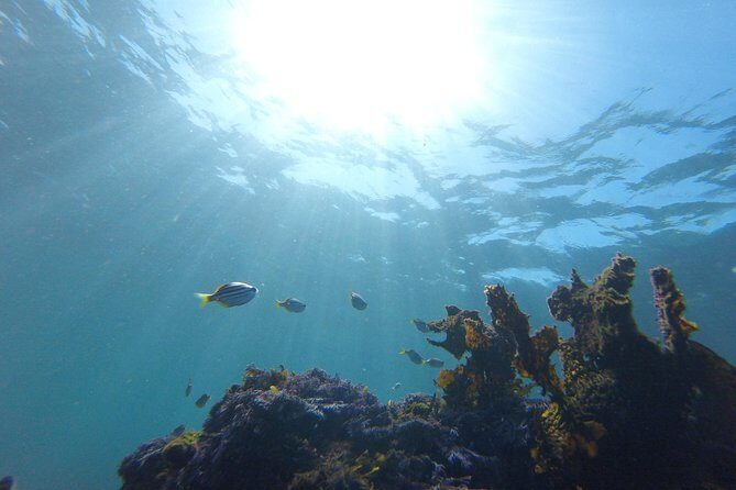 sydney underwater scooter tours - Practical Tips for Your Tour