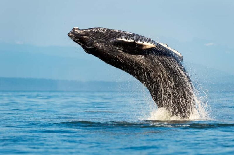Sydney: Whale Watching Adventure Cruise - Key Points  